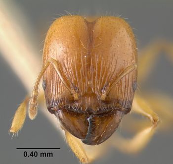 Media type: image;   Entomology 22753 Aspect: head frontal view